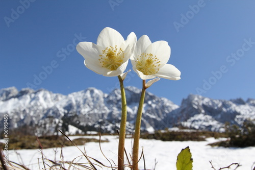 Schneerose am Wilden Kaiser