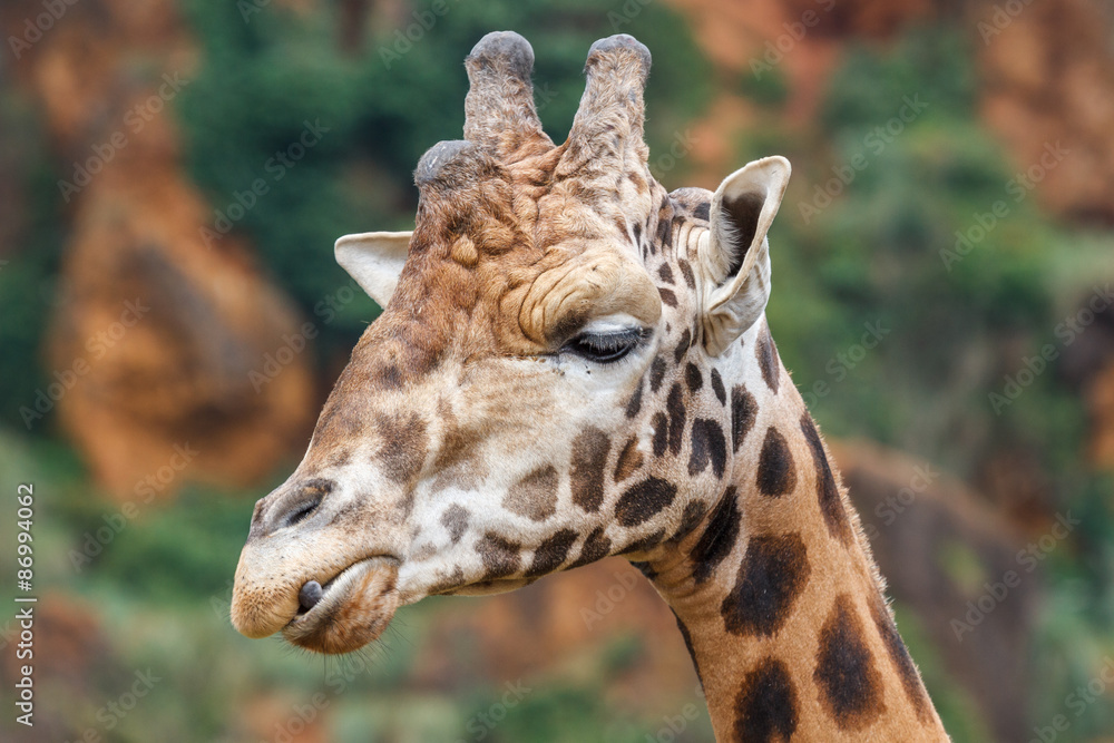 Cabeza de Jirafa. Giraffa camelopardalis.
Cabeza de Jirafa. Giraffa camelopardalis.