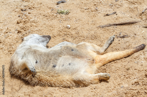 Suricata suricatta. Suricato tumbado en la arena.