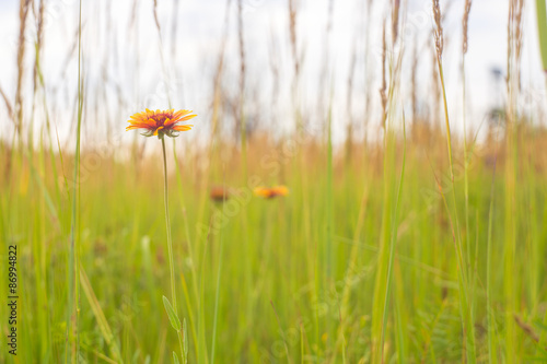 yellow flower in the green grass. © platonoo