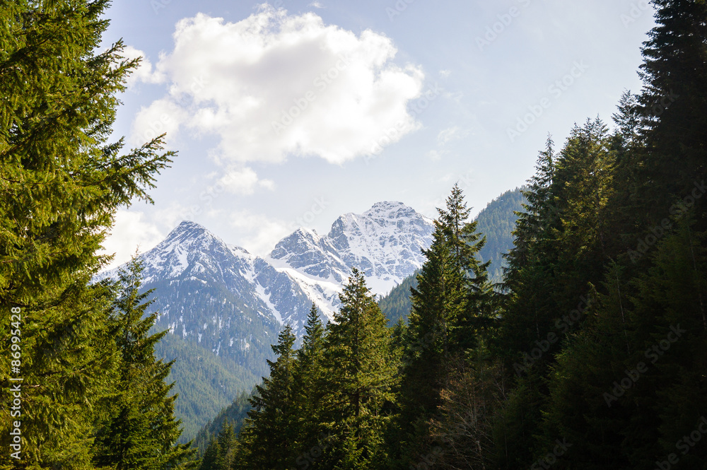 Pines and Summit at North Cascades National Park