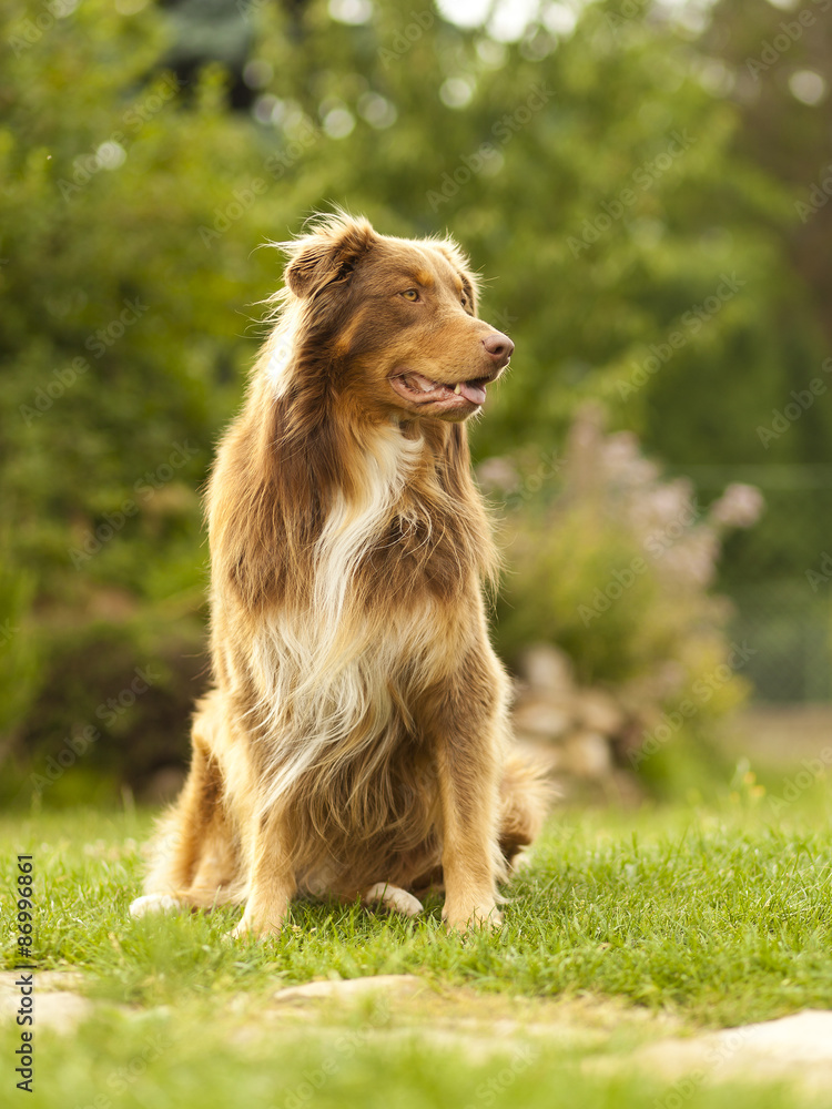 Australian Shepherd