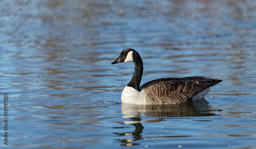 Canada goose swimming through the lake