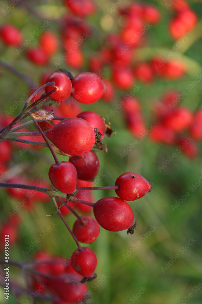 rosehip rosehip