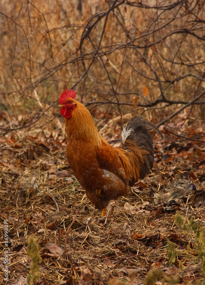 Fototapeta premium red rooster