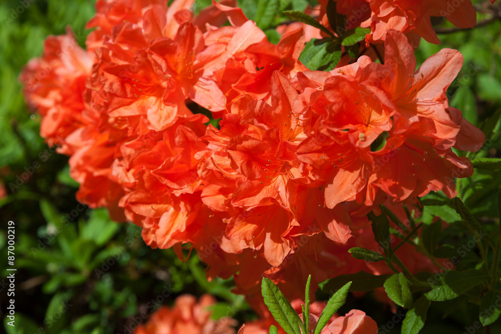 Orange rhododendrons