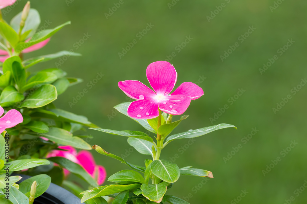 beautiful flower in garden beautiful flower in garden