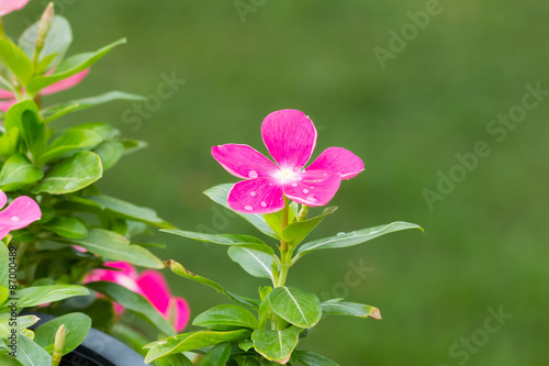 beautiful flower in garden