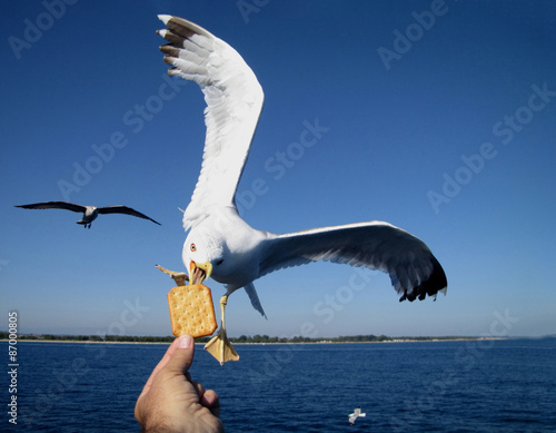 Saegull feeding photo