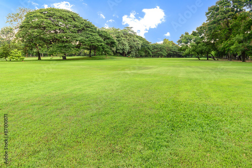 Golf course landscape with tree.