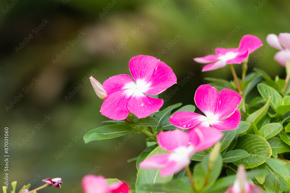 beautiful flower in garden