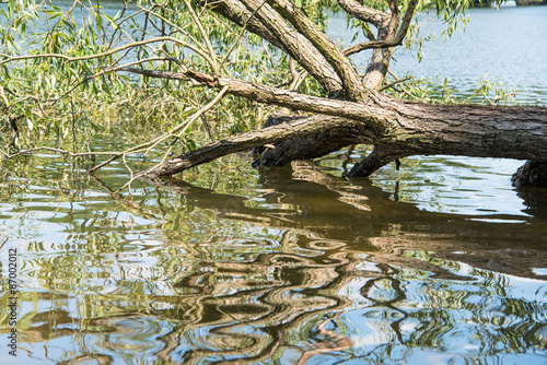 umgekippter Baum im Wasser mit reflektierenden Wellen © natros
