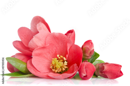 Fotografia beautiful pink flower with buds on white background
