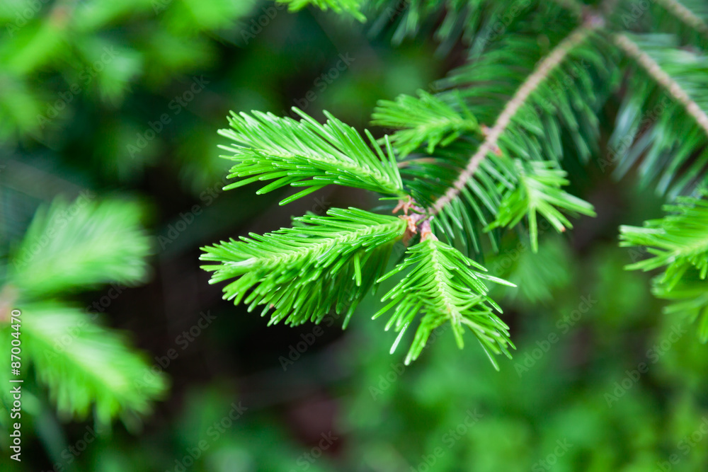 The spruce twig The spruce twig
