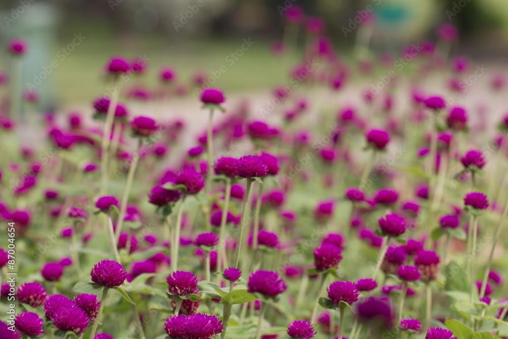 beautiful amaranth in garden