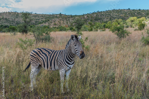 Zebra. Pilanesberg national park. South Africa.  