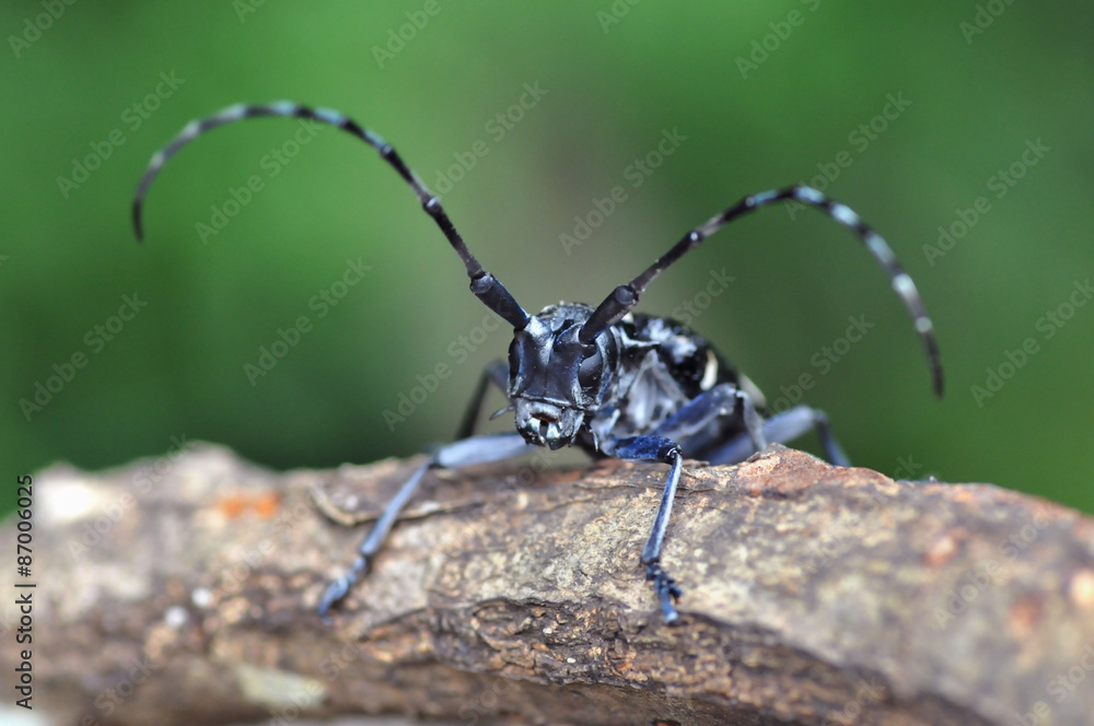 ゴマダラカミキリムシ ゴマダラカミキリムシ