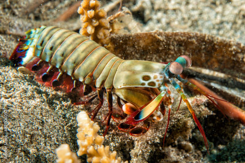 Mantis Lobster defending eggs