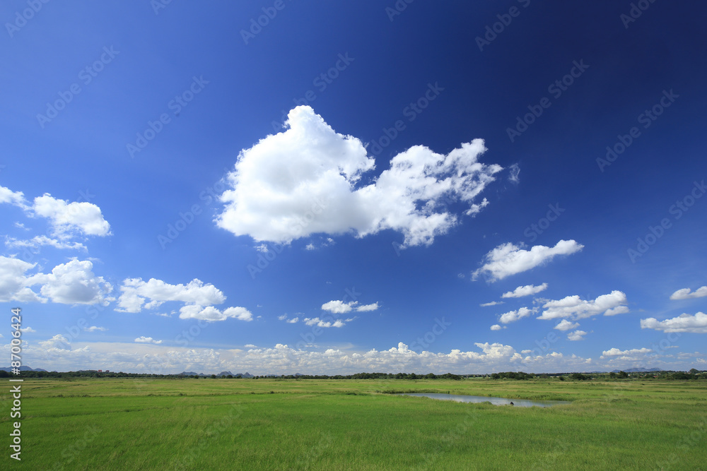 grass field with blue sky