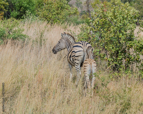 Zebra. Pilanesberg national park. South Africa.  