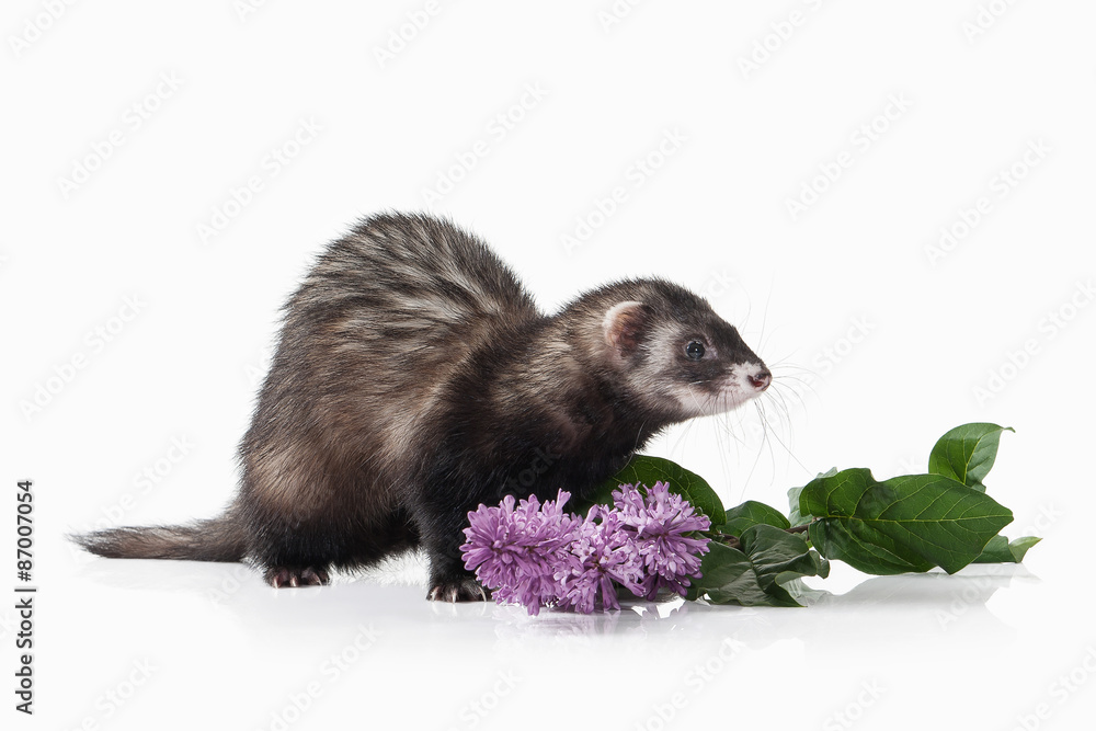 Animal. Old ferret on white background Animal. Old ferret on white background