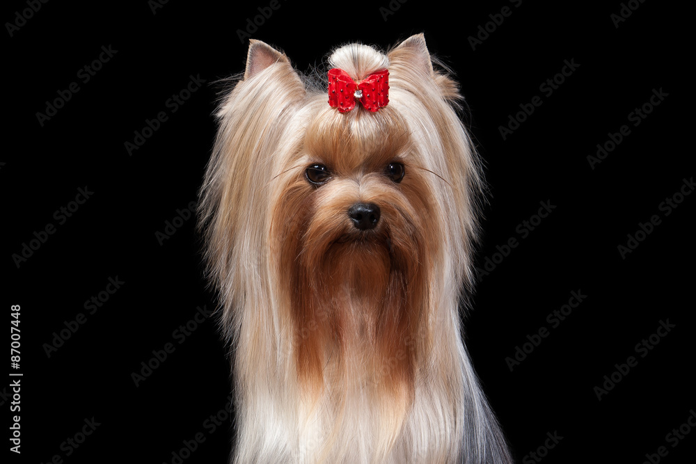 Naklejka premium Dog. Yorkie puppy on table with wooden texture