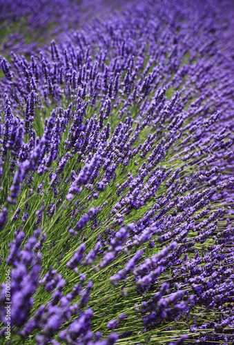 fields of blooming lavender flowers  Provence  France  