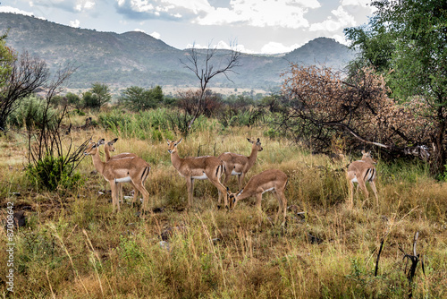  Impala  antelope   Pilanesberg national park. South Africa.  