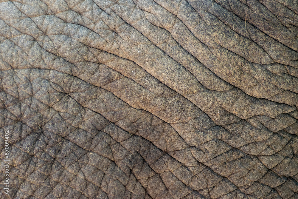 Elephant skin background texture abstract Elephant skin background texture abstract