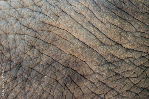 Elephant skin background texture abstract
