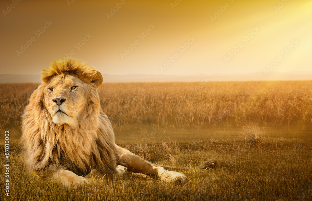 Fototapeta premium Samiec lwa leżącego na trawie