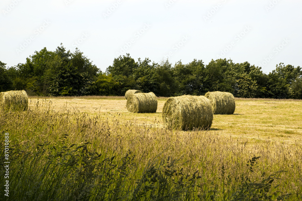 Harvesting Hay