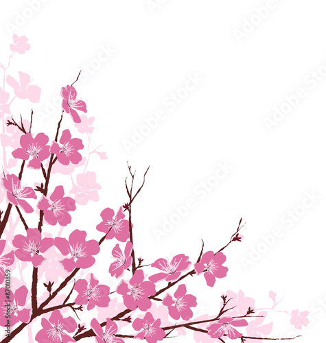 Branches with Pink Flowers Isolated on White Background