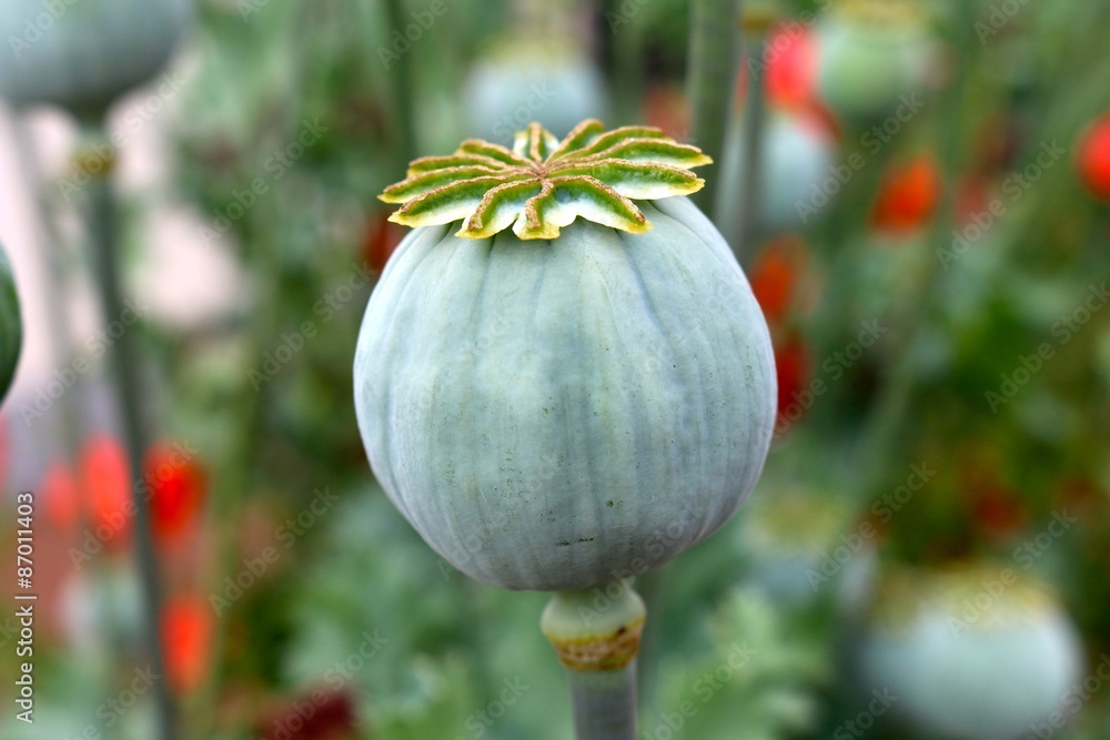 Fototapeta premium mohnblume