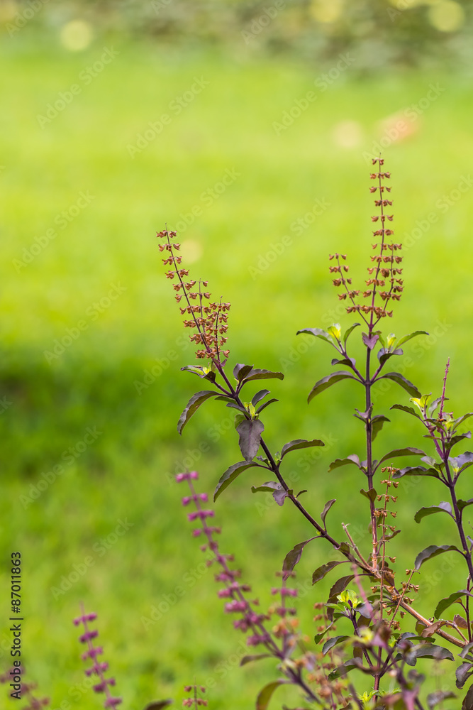 sweet basil in garden