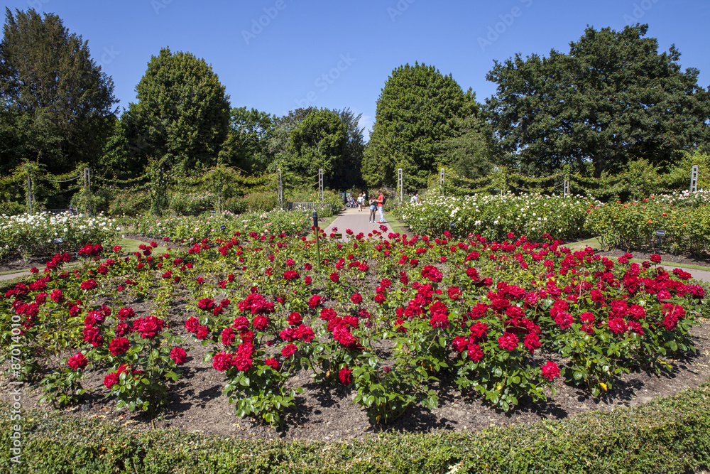 Queen Marys Gardens in Regents Park, London Queen Marys Gardens in Regents Park, London