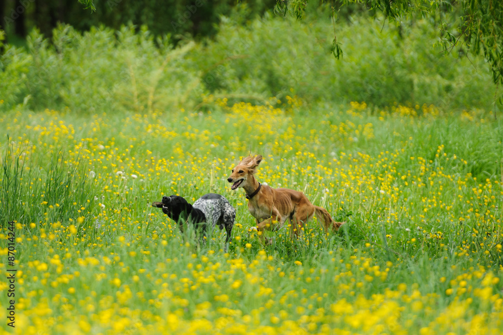Happy dogs running through a meadow with buttercups Happy dogs running through a meadow with buttercups