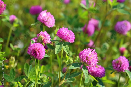 Tableau sur toile Flowers of a red clover on a meadow