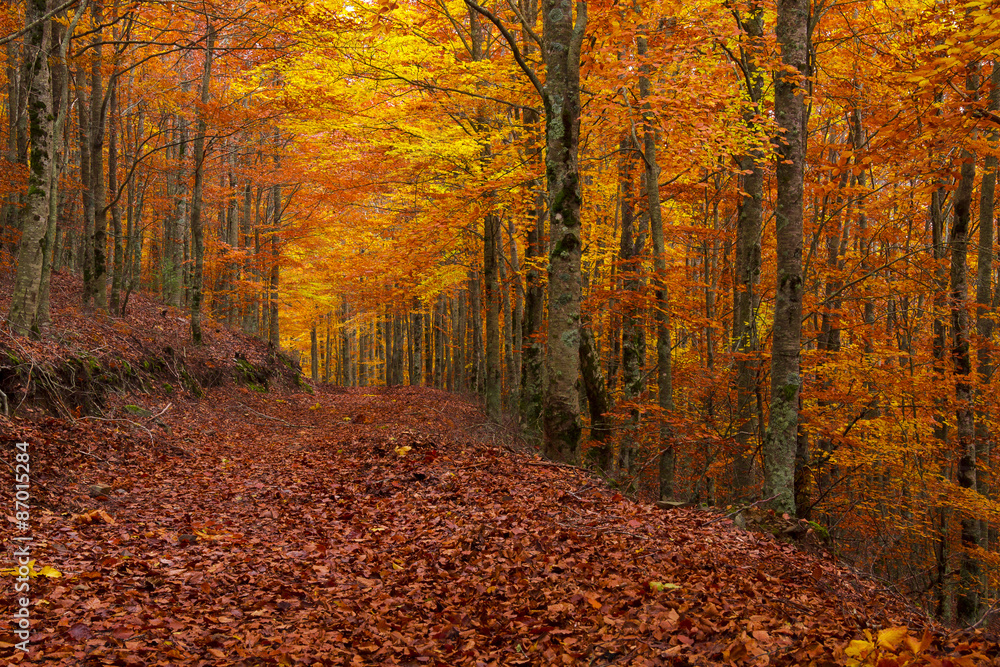 Fototapeta premium Beech forest in Autumn