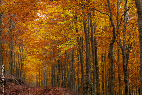 Fototapeta Naklejka Na Ścianę i Meble -  Beech forest in Autumn