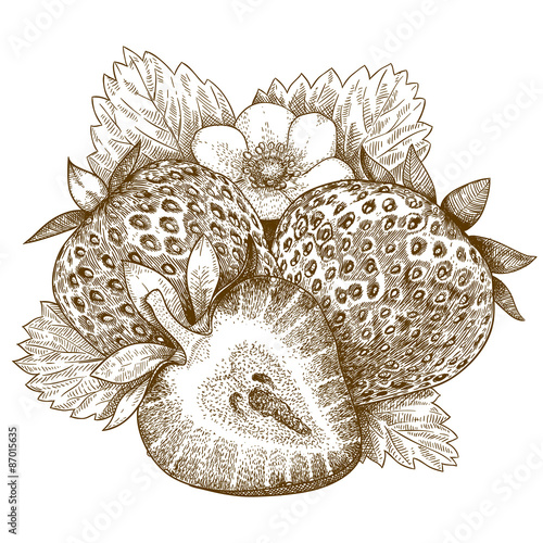 engraving  antique illustration of strawberry