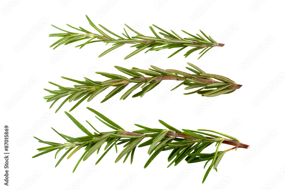 Obraz premium rosemary isolated on white background