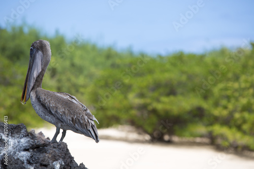Brown pelican with green background  Galapagos  Ecuador.
