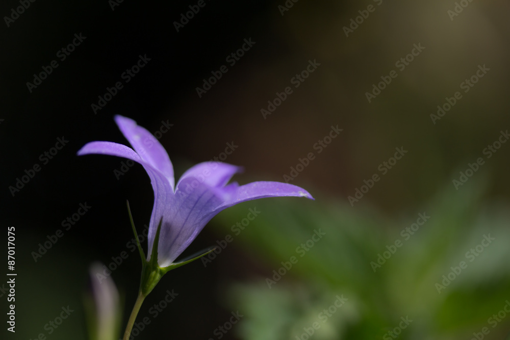 Wiesen-Glockenblume Wiesen-Glockenblume
