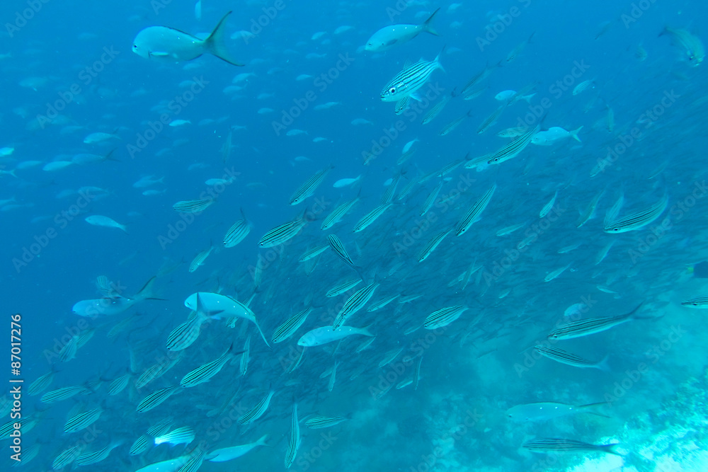 Fototapeta premium Shoal of fish in the Pacific Ocean, Galapagos
