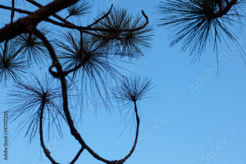 Silhouette of pine tree