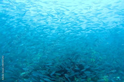 Shoal of fish in the Pacific Ocean, Galapagos © piccaya