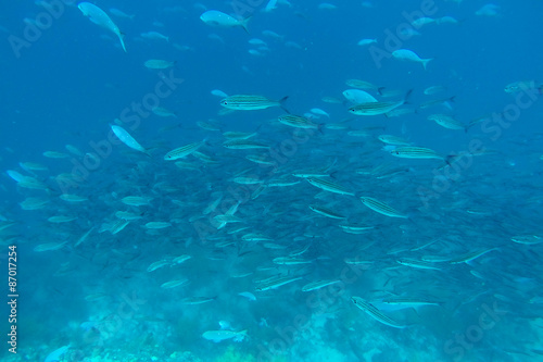 Shoal of fish in the Pacific Ocean, Galapagos