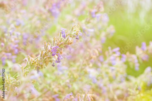 Soft focus on flower  summer blurry background