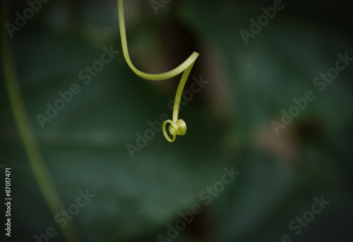 Cucmber Flower on Green Leaves Background © Peter Nanista
